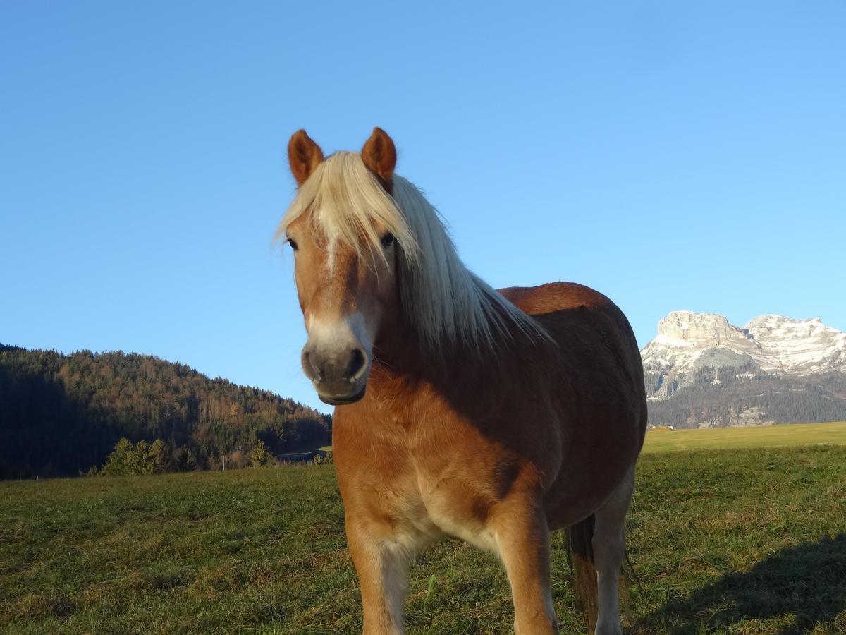 Stangl - Hof Daire Bad Aussee Dış mekan fotoğraf